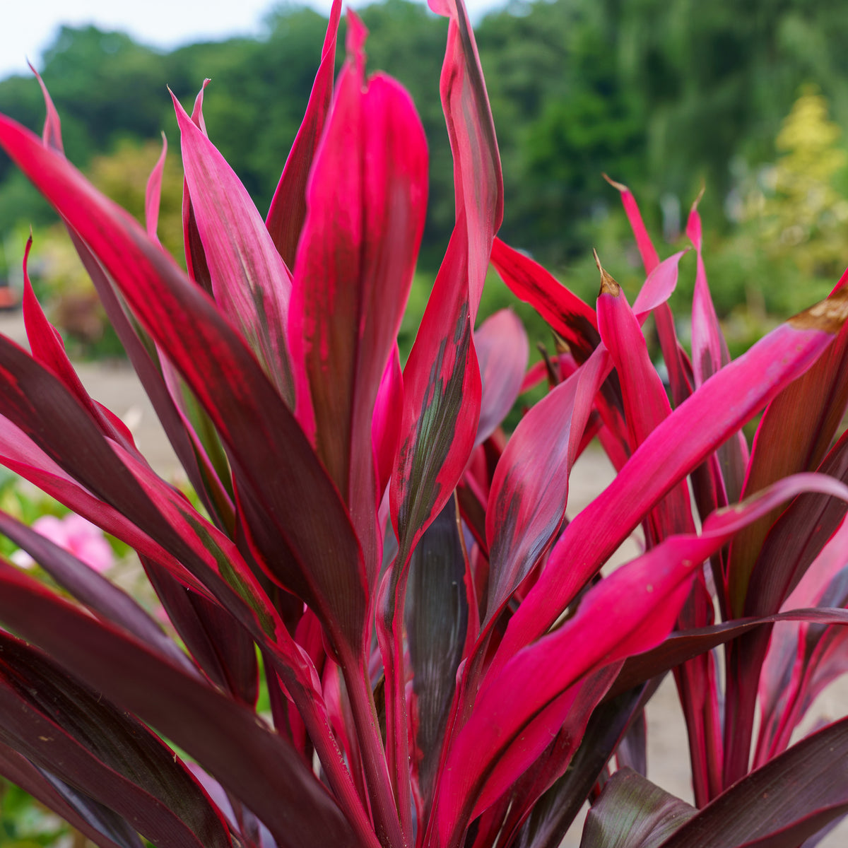 Red Pepper Cordyline – Plant Detectives