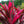 Load image into Gallery viewer, Red Pepper Cordyline