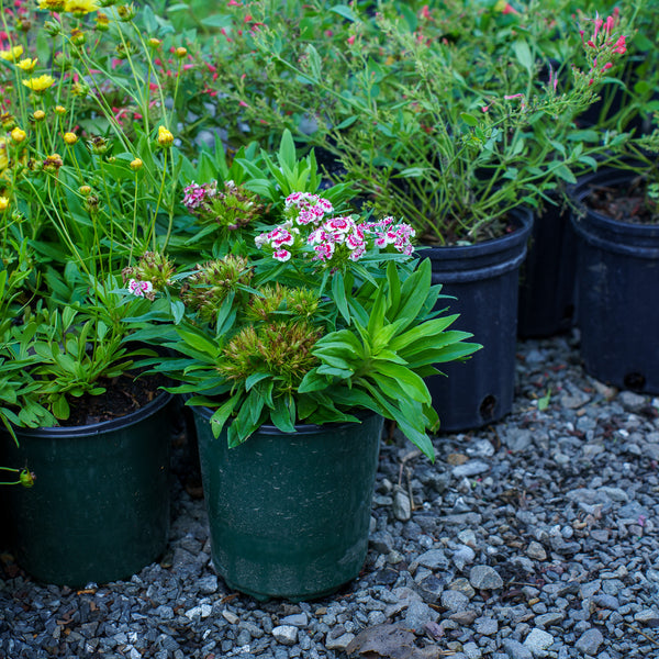 Red Picotee Dianthus