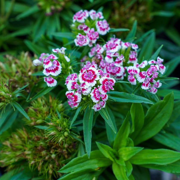Red Picotee Dianthus
