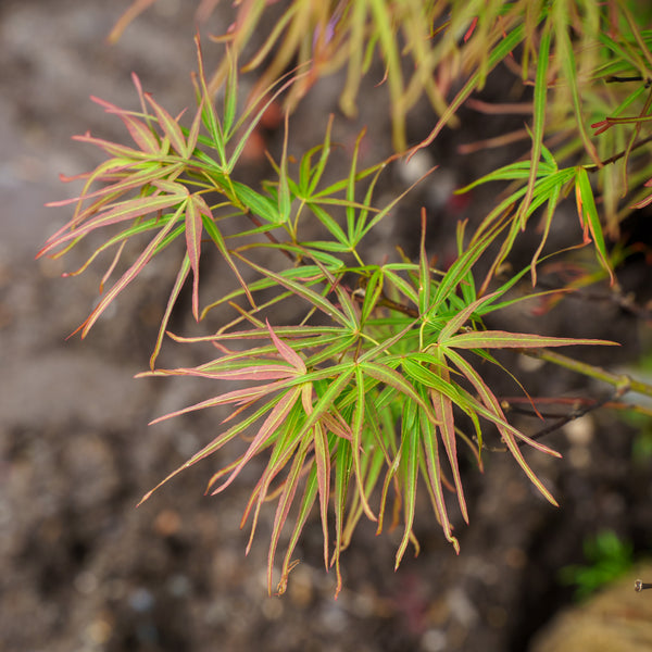 Red Pygmy Japanese Maple