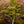 Load image into Gallery viewer, Red Pygmy Japanese Maple