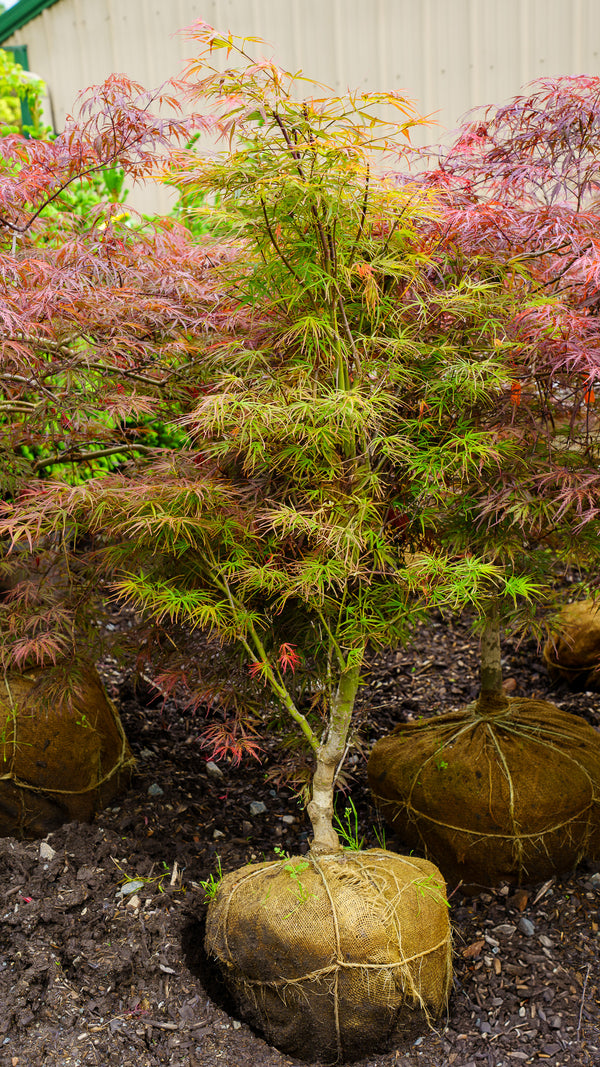Red Pygmy Japanese Maple