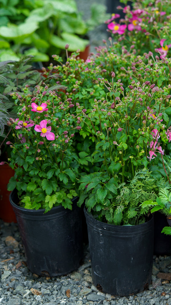 Red Riding Hood Anemone