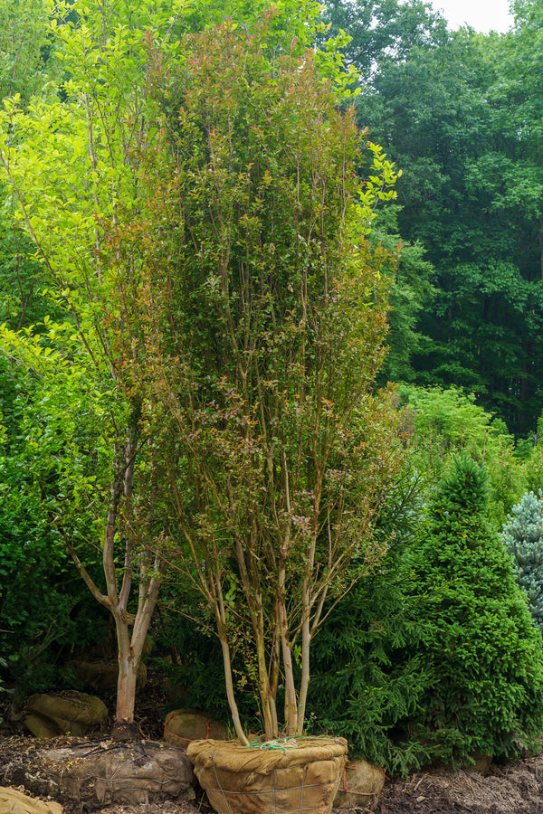Red Rocket Crape Myrtle