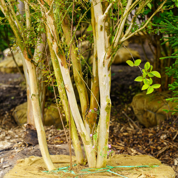 Red Rocket Crape Myrtle