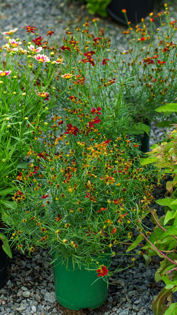 Red Satin Coreopsis