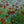 Load image into Gallery viewer, Red Satin Coreopsis