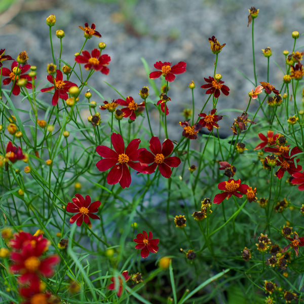 Red Satin Coreopsis
