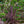 Load image into Gallery viewer, Red Sensation Cordyline