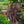 Load image into Gallery viewer, Red Sensation Cordyline