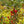 Load image into Gallery viewer, Red Sprite Winterberry Holly