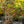 Load image into Gallery viewer, Red Sprite Winterberry Holly