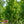 Load image into Gallery viewer, Red Sunset Red Maple - Maple - Shade Trees