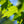 Load image into Gallery viewer, Red Sunset Red Maple - Maple - Shade Trees