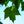 Load image into Gallery viewer, Red Sunset Red Maple - Maple - Shade Trees