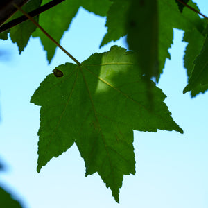 Red Sunset Red Maple