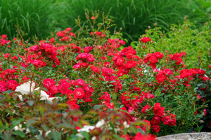 Red Drift Rose Blooms