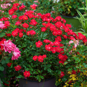 Red Drift Rose Flowers