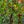 Load image into Gallery viewer, Redbud Crabapple - Crabapple - Flowering Trees
