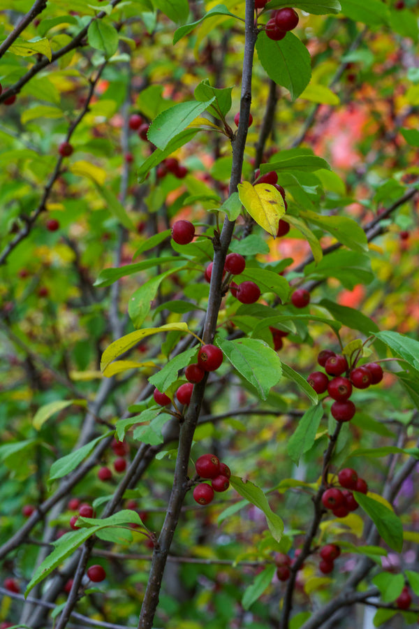 Redbud Crabapple