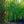 Load image into Gallery viewer, Redmond Linden - Linden - Shade Trees

