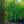 Load image into Gallery viewer, Redmond Linden - Linden - Shade Trees