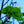Load image into Gallery viewer, Redmond Linden - Linden - Shade Trees