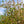 Load image into Gallery viewer, Redmond Linden - Linden - Shade Trees