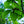 Load image into Gallery viewer, Redmond Linden - Linden - Shade Trees
