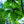 Load image into Gallery viewer, Redmond Linden - Linden - Shade Trees
