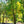Load image into Gallery viewer, Regal Prince Oak