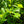 Load image into Gallery viewer, Regal Prince Oak - Oak - Shade Trees