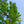Load image into Gallery viewer, Regal Prince Oak