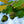 Load image into Gallery viewer, Regal Prince Oak