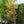 Load image into Gallery viewer, Regal Prince Oak