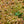 Load image into Gallery viewer, Rejoyce Coast Leucothoe - Leucothoe - Shrubs