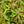 Load image into Gallery viewer, Rejoyce Coast Leucothoe - Leucothoe - Shrubs