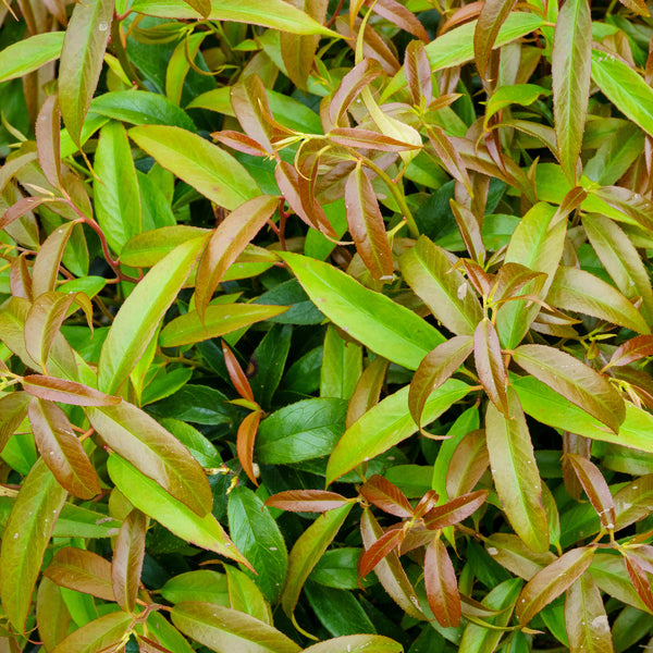 Rejoyce Leucothoe