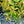 Load image into Gallery viewer, Rejoyce Coast Leucothoe - Leucothoe - Shrubs