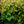 Load image into Gallery viewer, Rejoyce Coast Leucothoe - Leucothoe - Shrubs