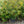 Load image into Gallery viewer, Rejoyce Leucothoe