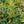 Load image into Gallery viewer, Rejoyce Leucothoe