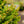 Load image into Gallery viewer, Remont Norway Spruce - Spruce - Conifers