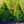 Load image into Gallery viewer, Remont Norway Spruce - Spruce - Conifers