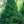 Load image into Gallery viewer, Remontii Norway Spruce