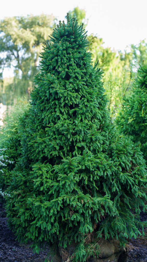 Remontii Norway Spruce