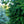 Load image into Gallery viewer, Remontii Norway Spruce