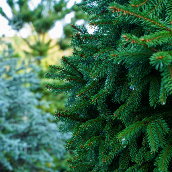 Remontii Norway Spruce