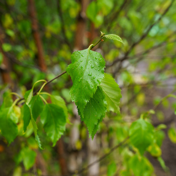 Renaissance Oasis Paper Birch